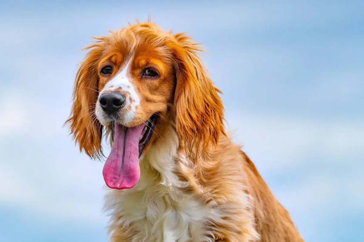 Ein brauner Hund mit langer Zunge hechelt, vielleicht wegen der Hitze oder leichtem Stress.