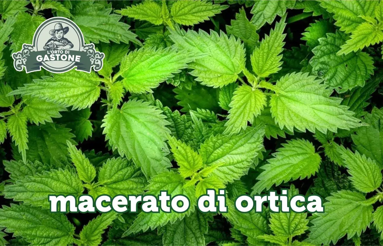 Foglie di ortica verde brillante. Testo: "macerato di ortica: controindicazioni". Logo "L'Orto di Gastone".