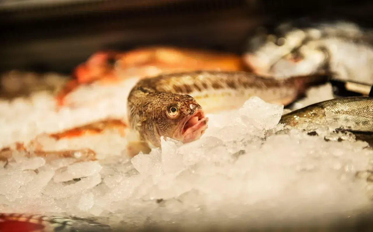 Fisk på is, en del av dem kan vara giftig fisk Sverige.