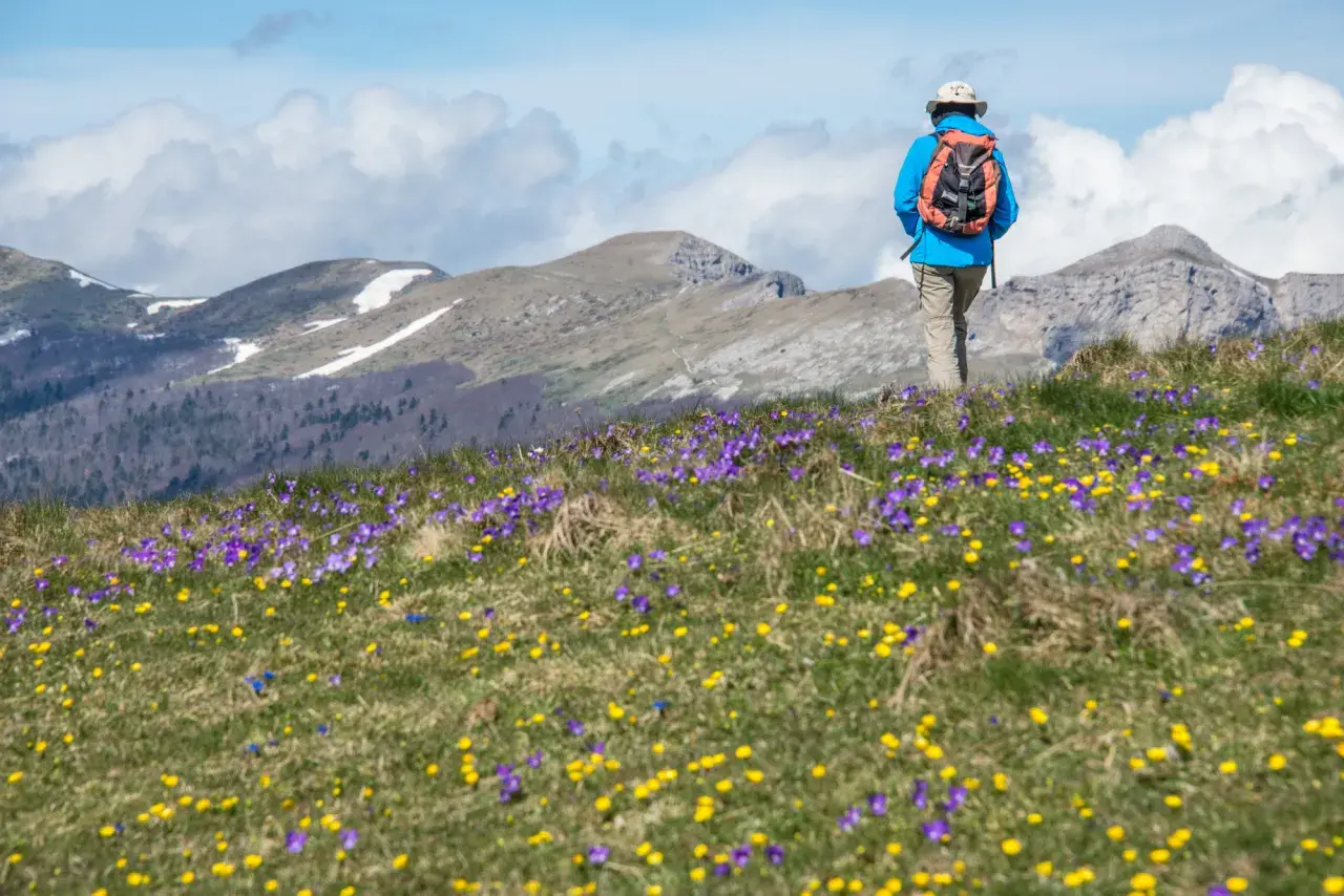 Randonneur sur le plateau Ambel, traversant un champ de crocus violets et jaunes, avec des montagnes enneigées en arrière-plan.