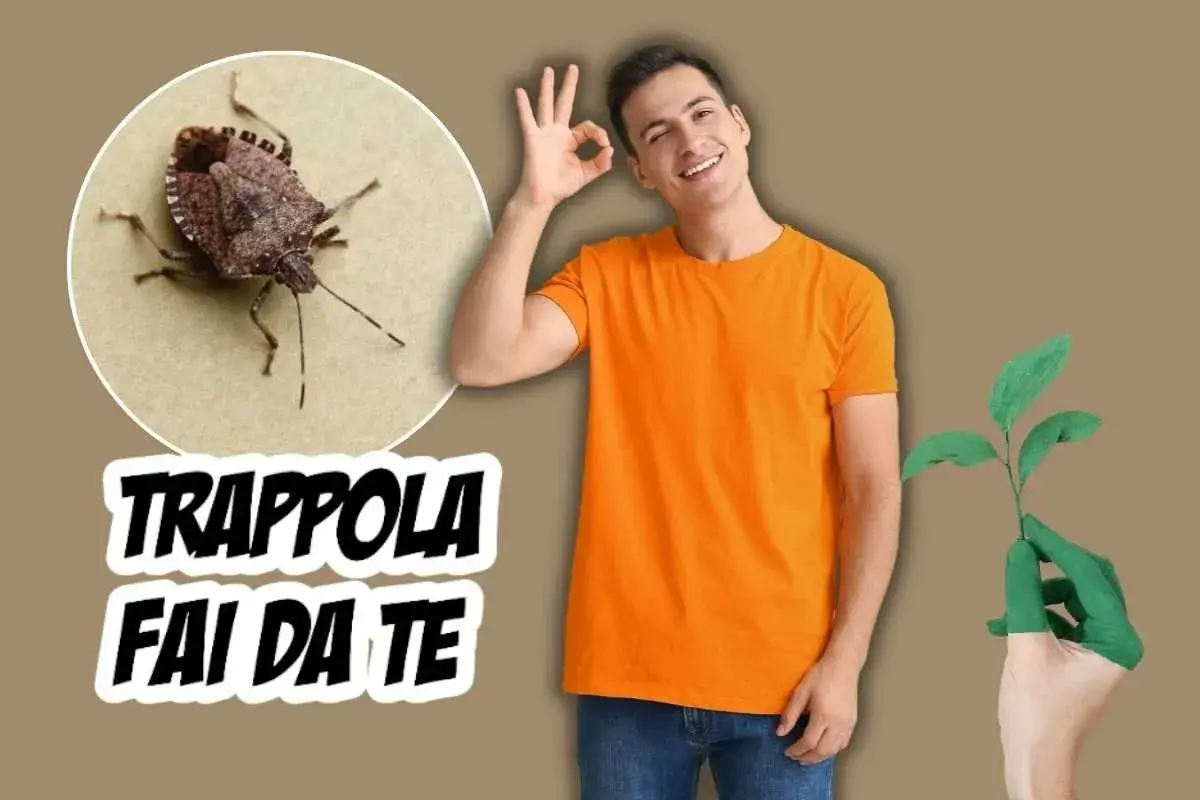 Cimice asiatica in primo piano, con testo "TRAPPOLA FAI DA TE". Uomo sorridente fa segno OK, mano verde tiene piantina.