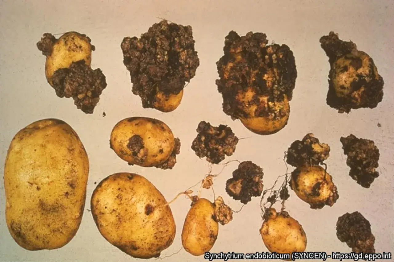 Patate con escrescenze scure e irregolari, sintomo di gravi malattie patate. Alcune sono sane, altre gravemente colpite.