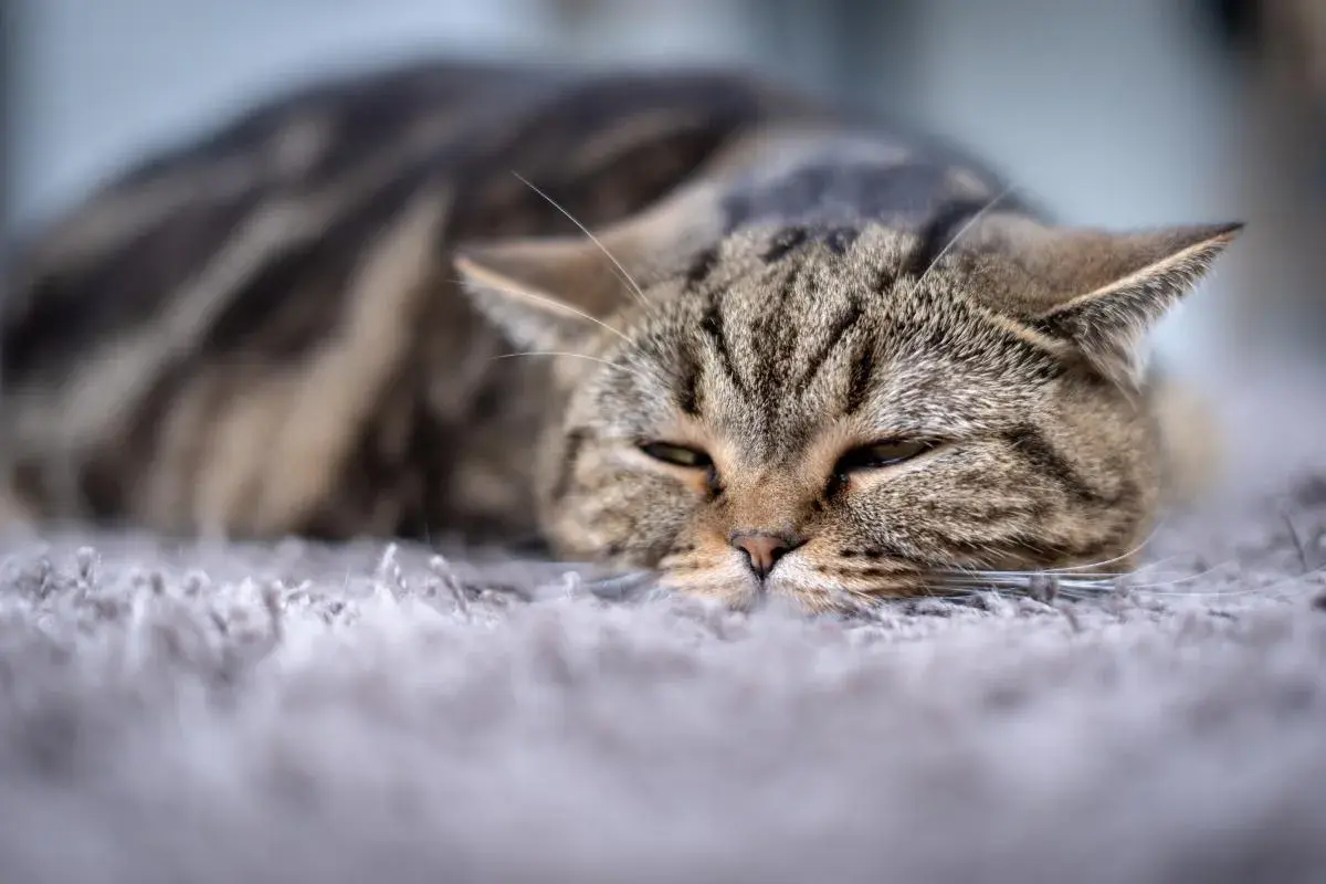 Gato atigrado descansando. La esterilización es segura, no hay razón para que una gata muera después.