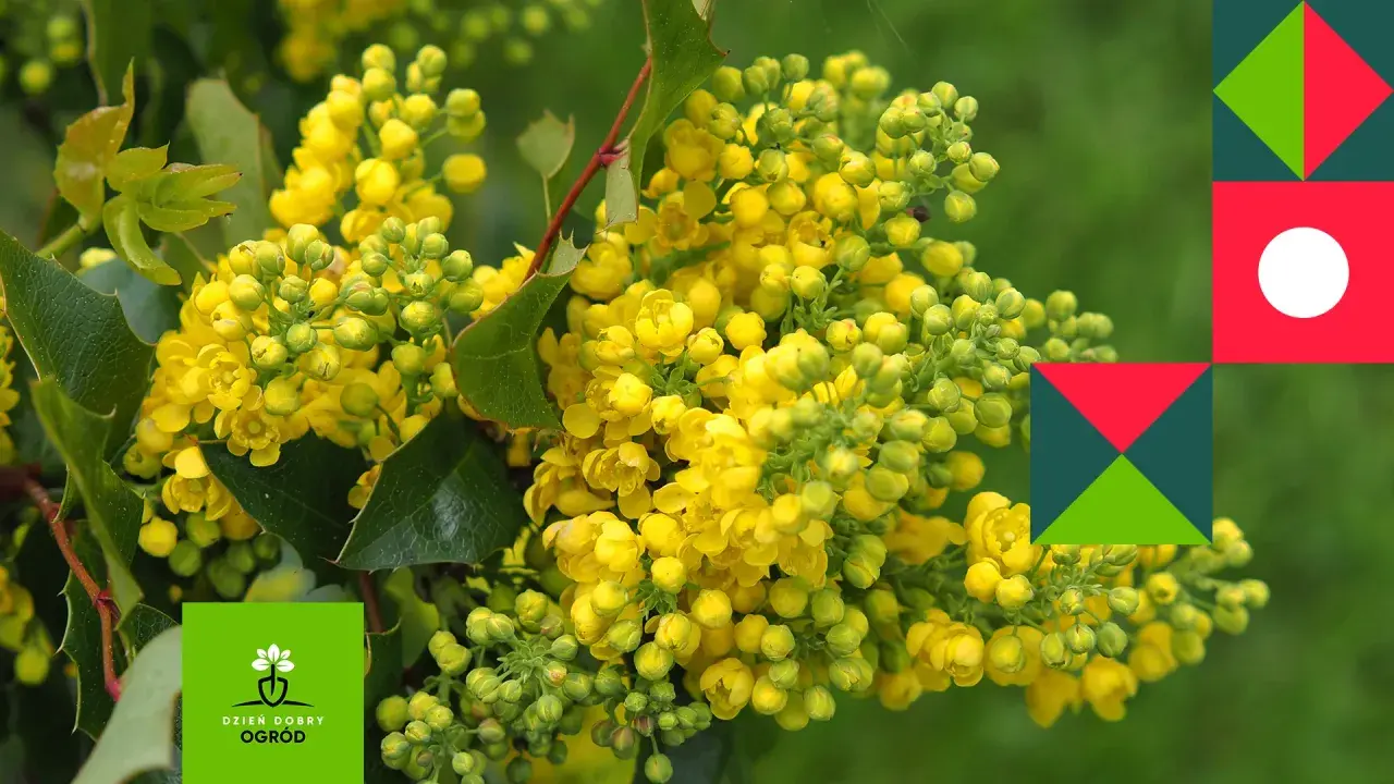 Kwitnąca mahonia, różne odmiany tej rośliny ozdobnej zachwycają żółtymi kwiatami.