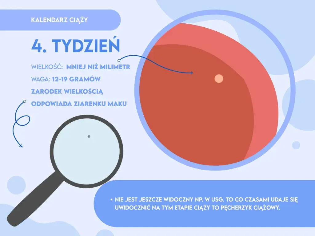 Ciąża w 4 tygodniu: objawy, rozwój płodu i zmiany w organizmie