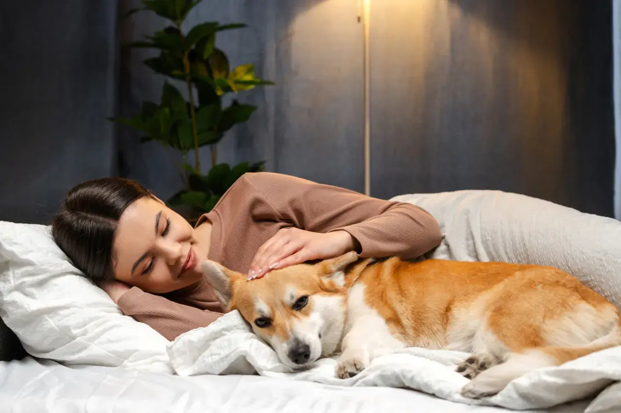 Corgi śpi przy głowie swojej pani, która go głaszcze. To dowód, dlaczego pies śpi przy głowie – dla poczucia bezpieczeństwa i bliskości.