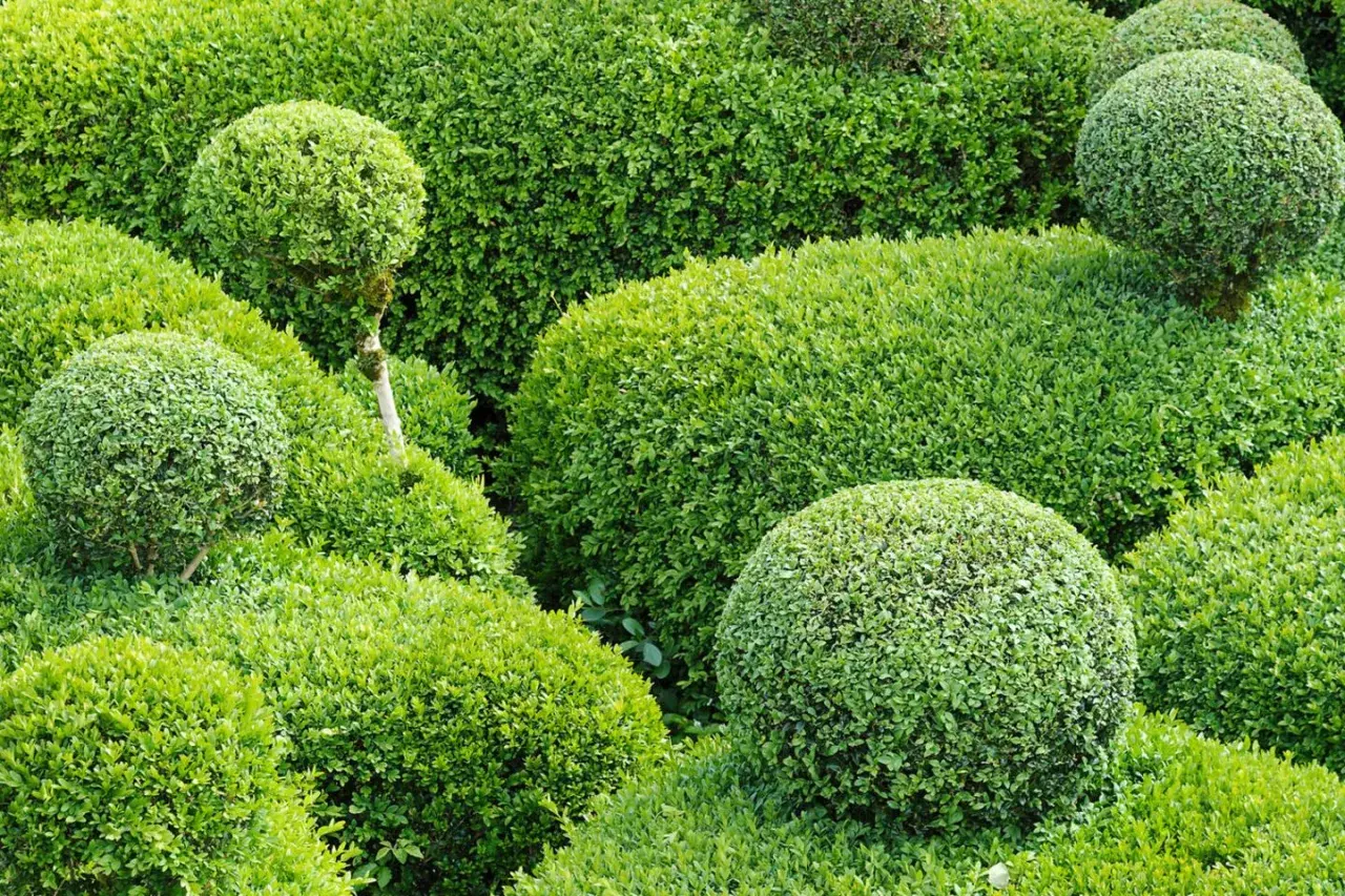 Grüne Kugeln und Hecken, eine perfekte alternative zum Buchsbaum. Ein gepflegter Garten mit verschiedenen Formen.