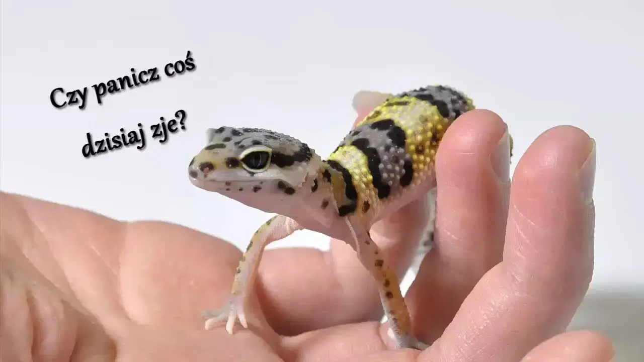 Jak często karmić gekona lamparciego w zależności od jego wieku?
