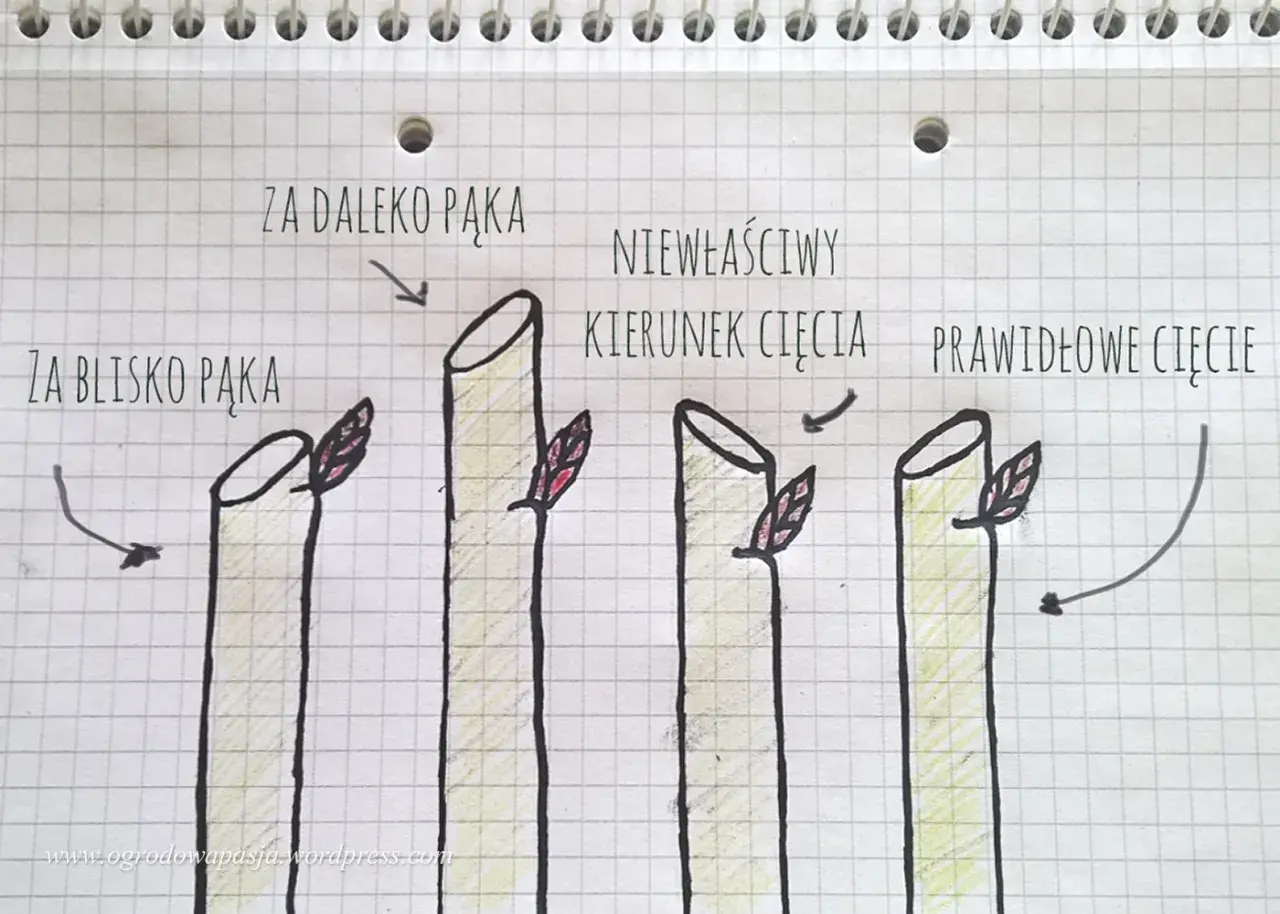 Ilustracja pokazuje, kiedy przycinać róże na wiosnę: cięcie za blisko pąka, za daleko pąka, niewłaściwy kierunek cięcia i prawidłowe cięcie.