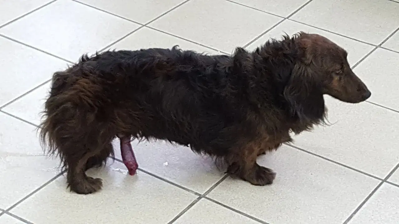 Perro salchicha de pelo largo con el pene expuesto. Si te preguntas qué hacer cuando se le sale el pito al perro, busca ayuda veterinaria.