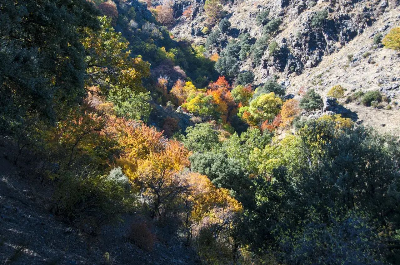 Un **bosque encantado** en Granada se tiñe de ocres y dorados otoñales, con árboles de hoja caduca salpicando la ladera rocosa.