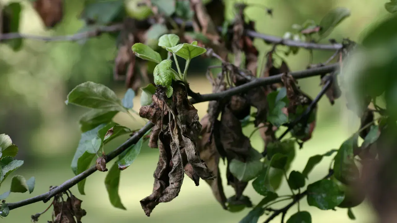 Sur une branche de pommier, des feuilles vertes côtoient des feuilles mortes et desséchées, témoignage d'un cycle naturel.