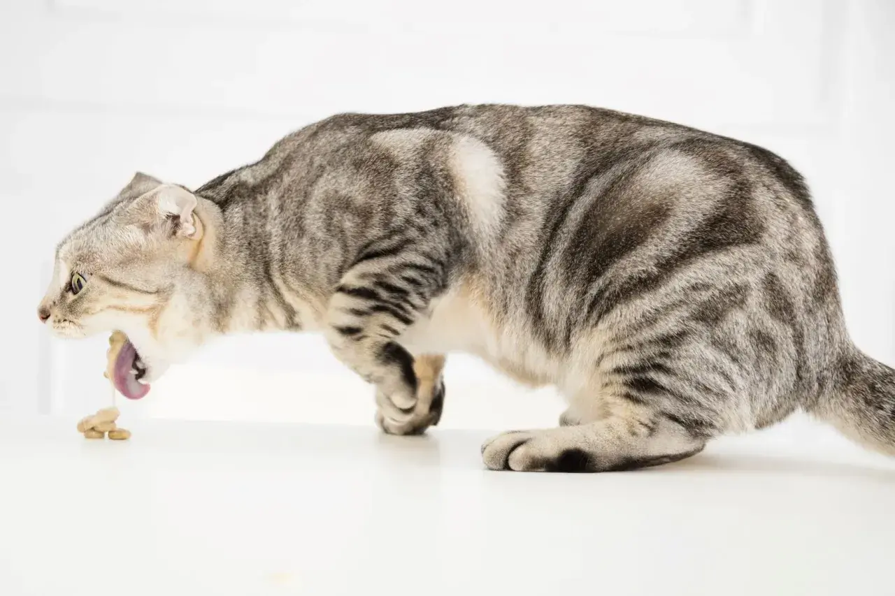 Graue Katze erbricht Futter, ein mögliches Zeichen für einen Darmverschluss bei Katzen.