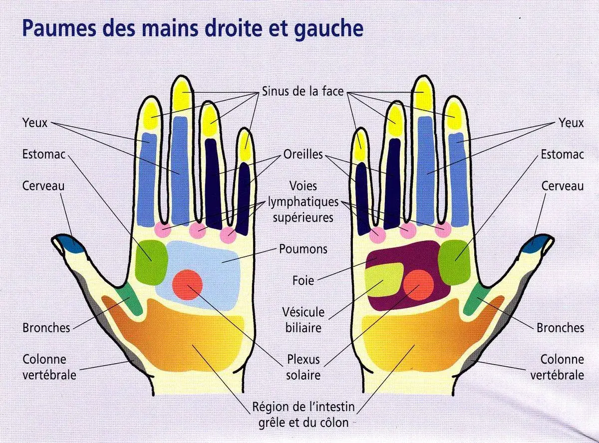 Schéma des points réflexes des paumes des mains, utile pour le point massage hypertension et d'autres zones du corps.