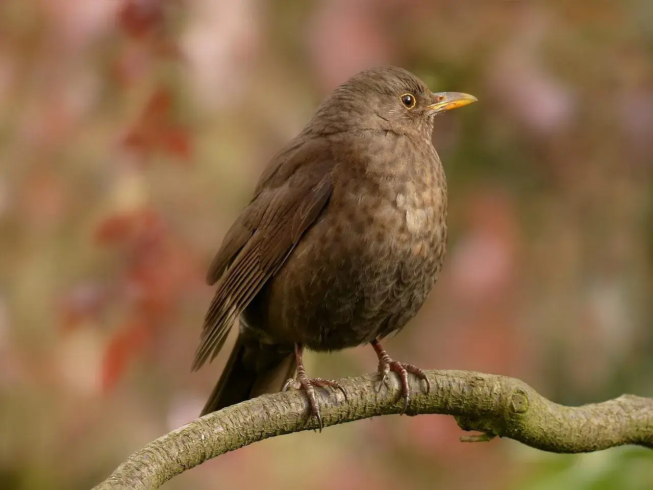 Ein brauner drossel vogel sitzt auf einem Ast. Sein Gefieder ist dunkelbraun, die Augen sind rund und orange. Der Schnabel ist gelb.