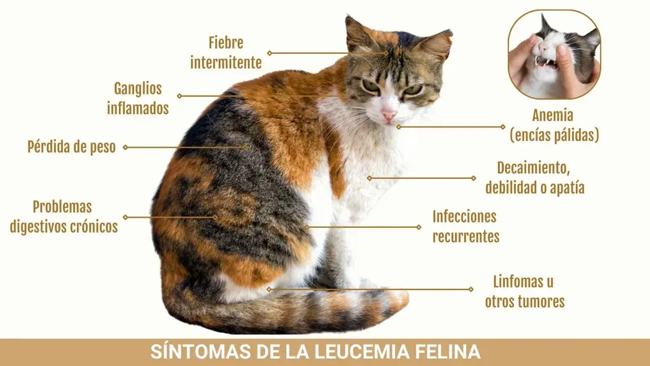 Gato tricolor con síntomas de leucemia felina: fiebre, ganglios inflamados, pérdida de peso, anemia, apatía, infecciones y tumores.