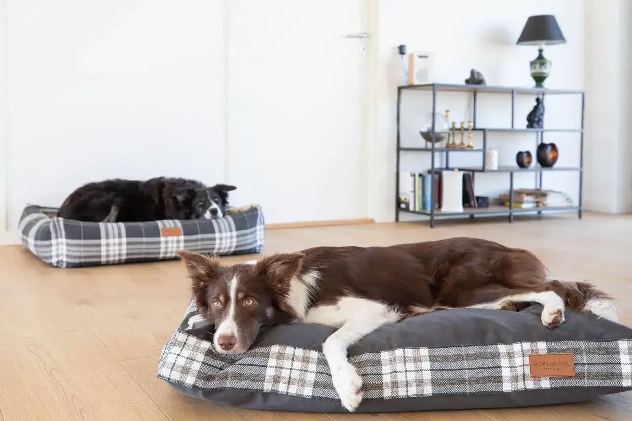 Dwa border collie odpoczywają na wygodnych legowiskach. Jedno legowisko dla border collie jest w kratę, drugie w ciemniejszym odcieniu.