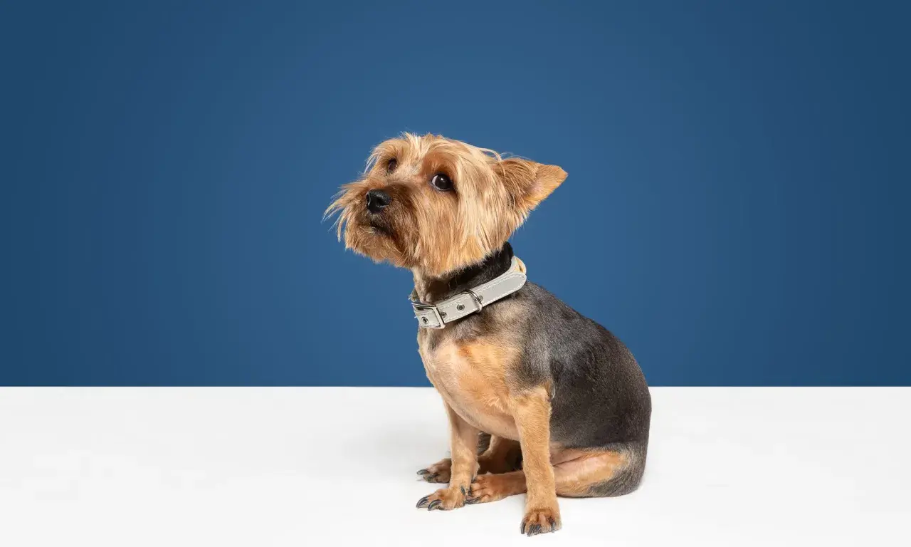 Un perro yorkshire terrier, con cara de perro castigado, sentado con un collar gris sobre un fondo azul.