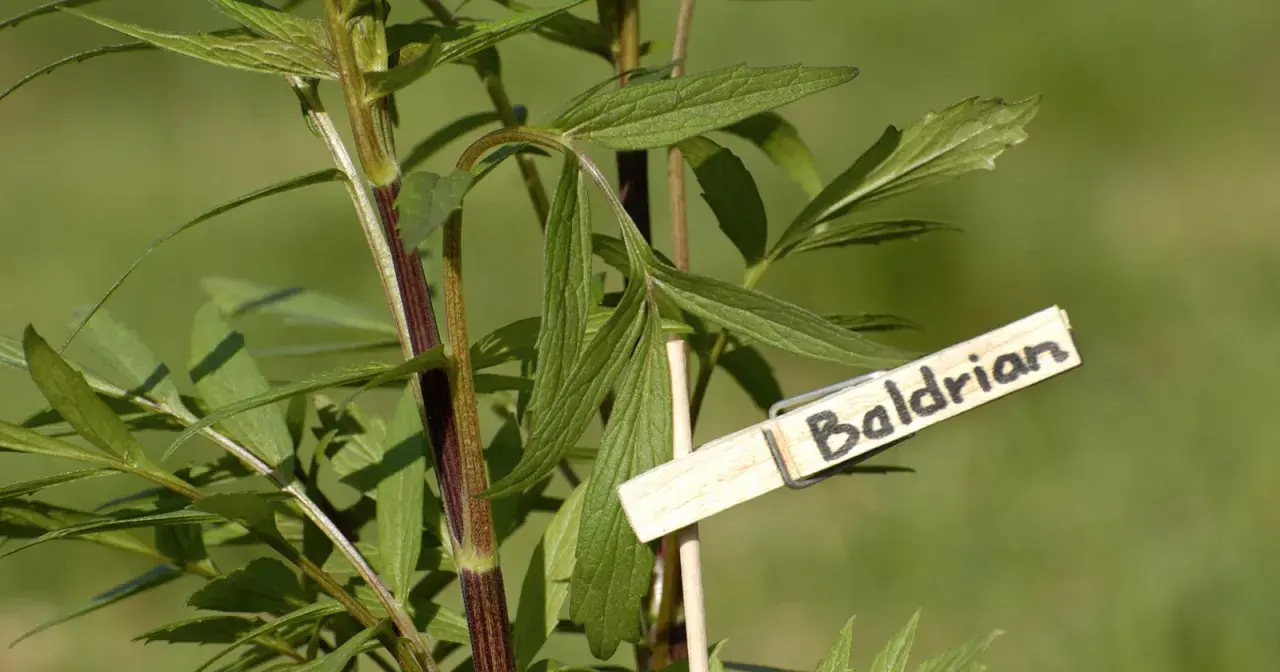 Grüne Blätter einer Baldrianpflanze mit einem Holzschild. Viele berichten von guter Baldrian zum Schlafen Erfahrung.