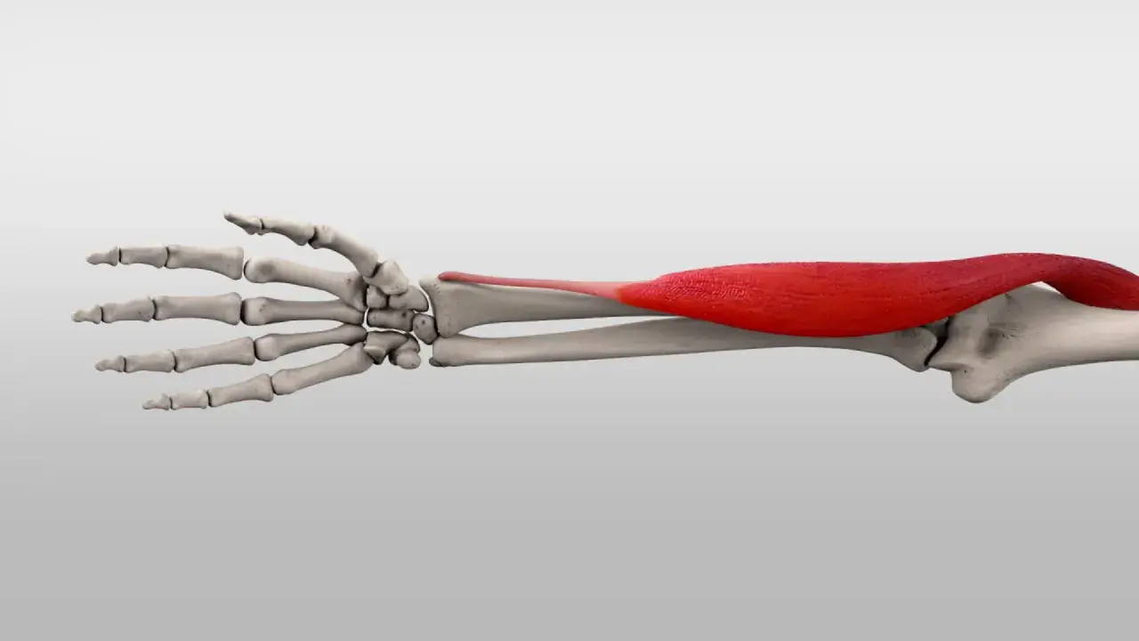 Der rote Muskel brachioradialis spannt sich über dem Unterarmknochen und der Hand.