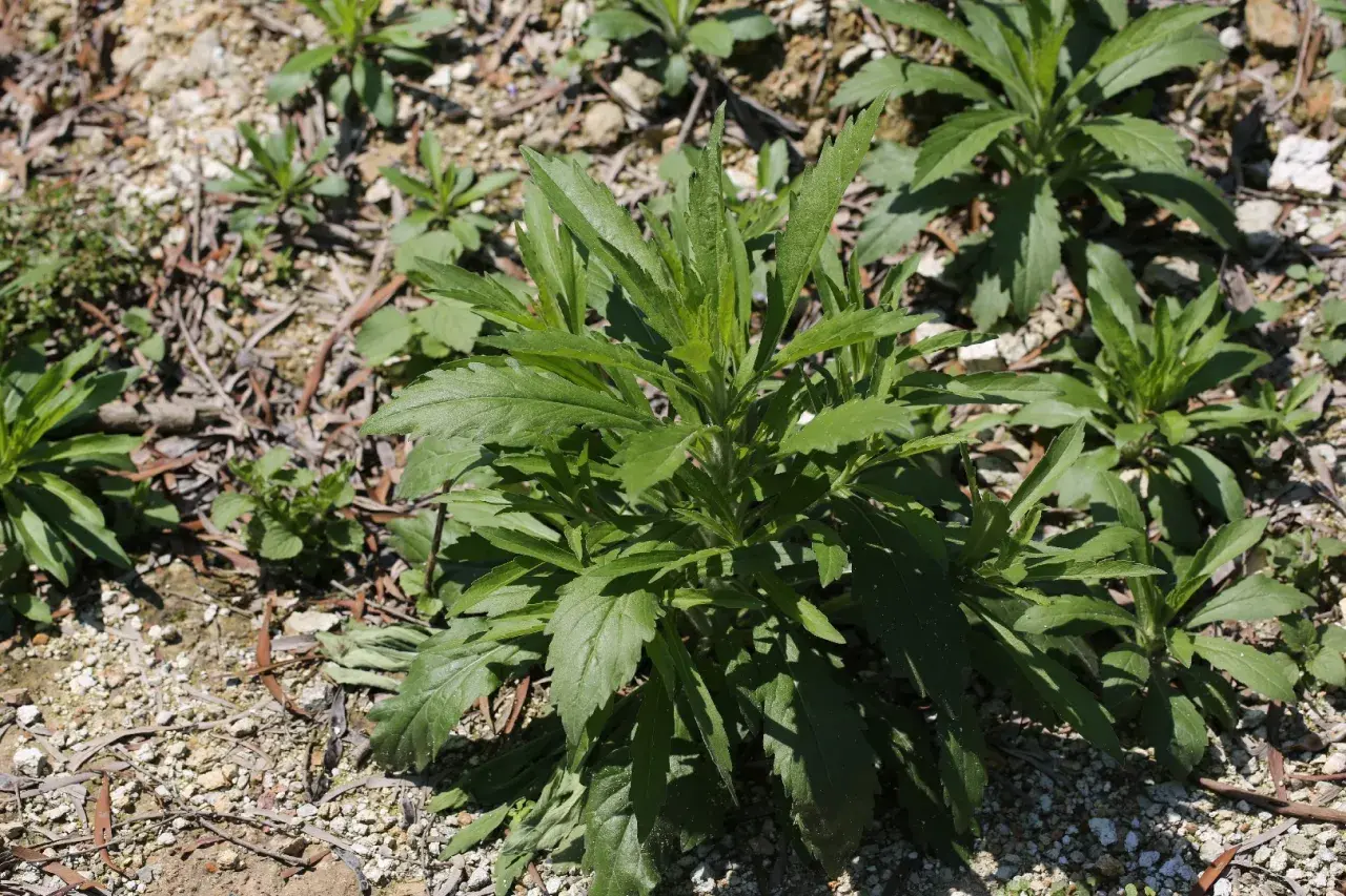 Un cespuglio di erigeron canadensis con foglie verdi e frastagliate cresce su un terreno ghiaioso e secco.