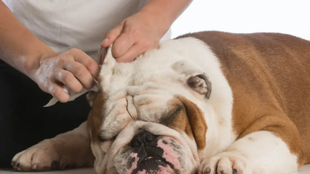 Delikatne czyszczenie uszu buldoga. Pies ma ciepłe uszy, a jego opiekun ostrożnie wyciera je chusteczką.