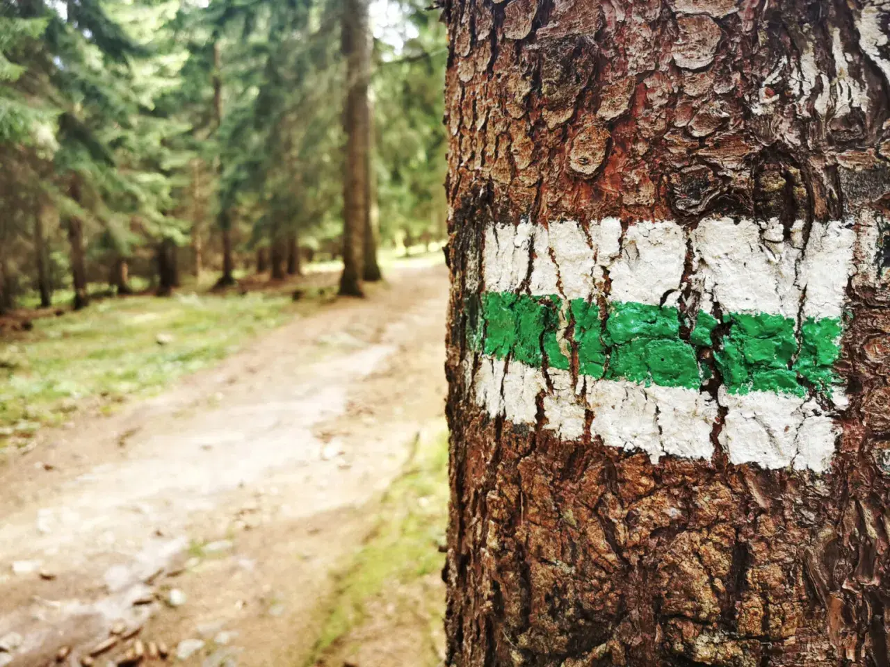 Zielony szlak górski, namalowany na korze drzewa, prowadzi przez las.