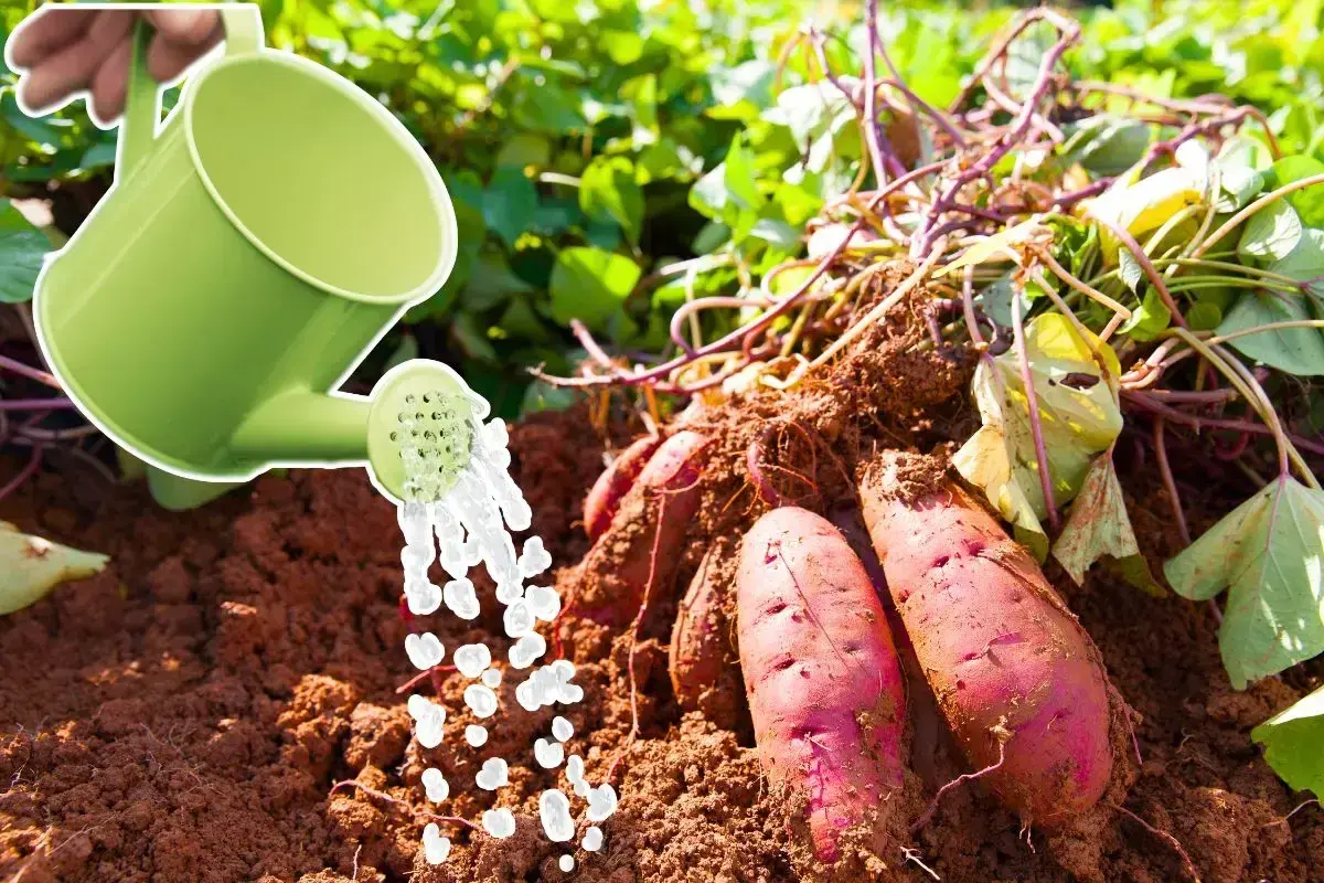 Arrosage de patates douces fraîchement récoltées. L'eau tombe d'un arrosoir vert sur la terre brune et les tubercules rouges.