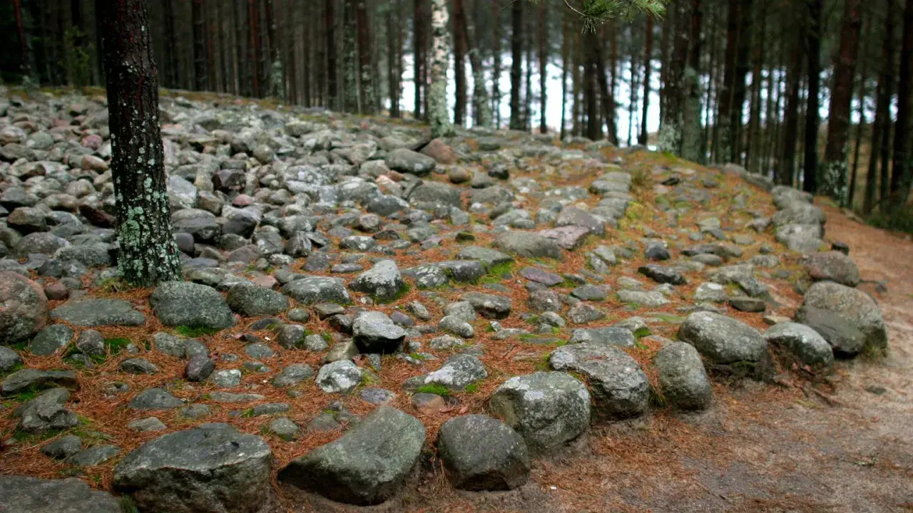 Kamienne kręgi w lesie, otoczone sosnowymi igłami i mchem. Stare kamienie tworzą tajemniczy krąg, jakby świadkowie dawnych opowieści.