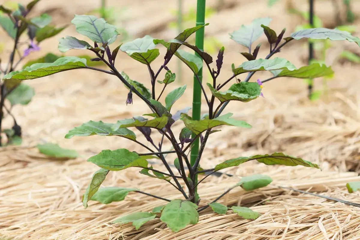 Jeune plant d'aubergine aux feuilles vertes et pourpres, protégé par un paillage potager de paille.