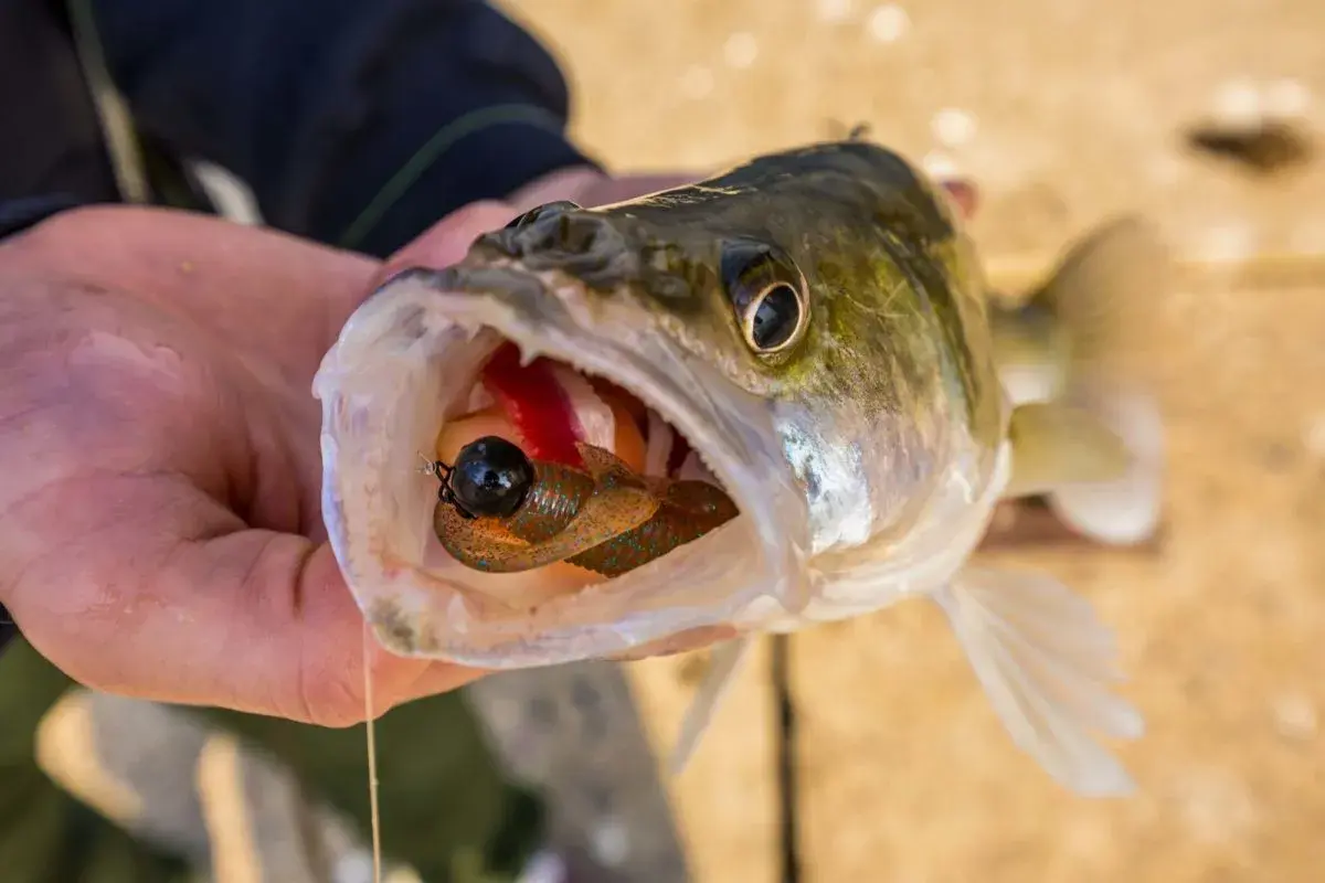 Ein Angler hält einen Zander, dessen weit geöffnetes zander maul einen bunten Köder zeigt.