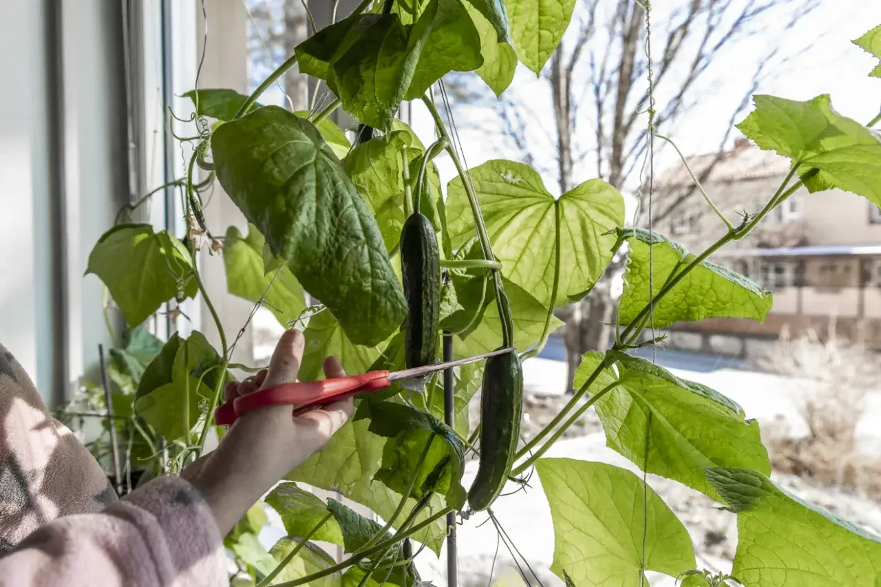 En hand med röda saxar klipper en gurka från en planta. Det är spännande att odla gurka inomhus.