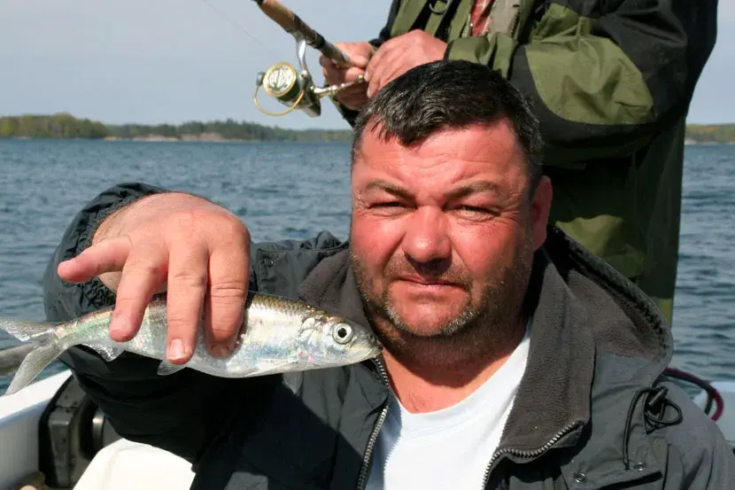 Jak skutecznie łowić śledzie w Bałtyku? Sezon, sprzęt, przepisy.