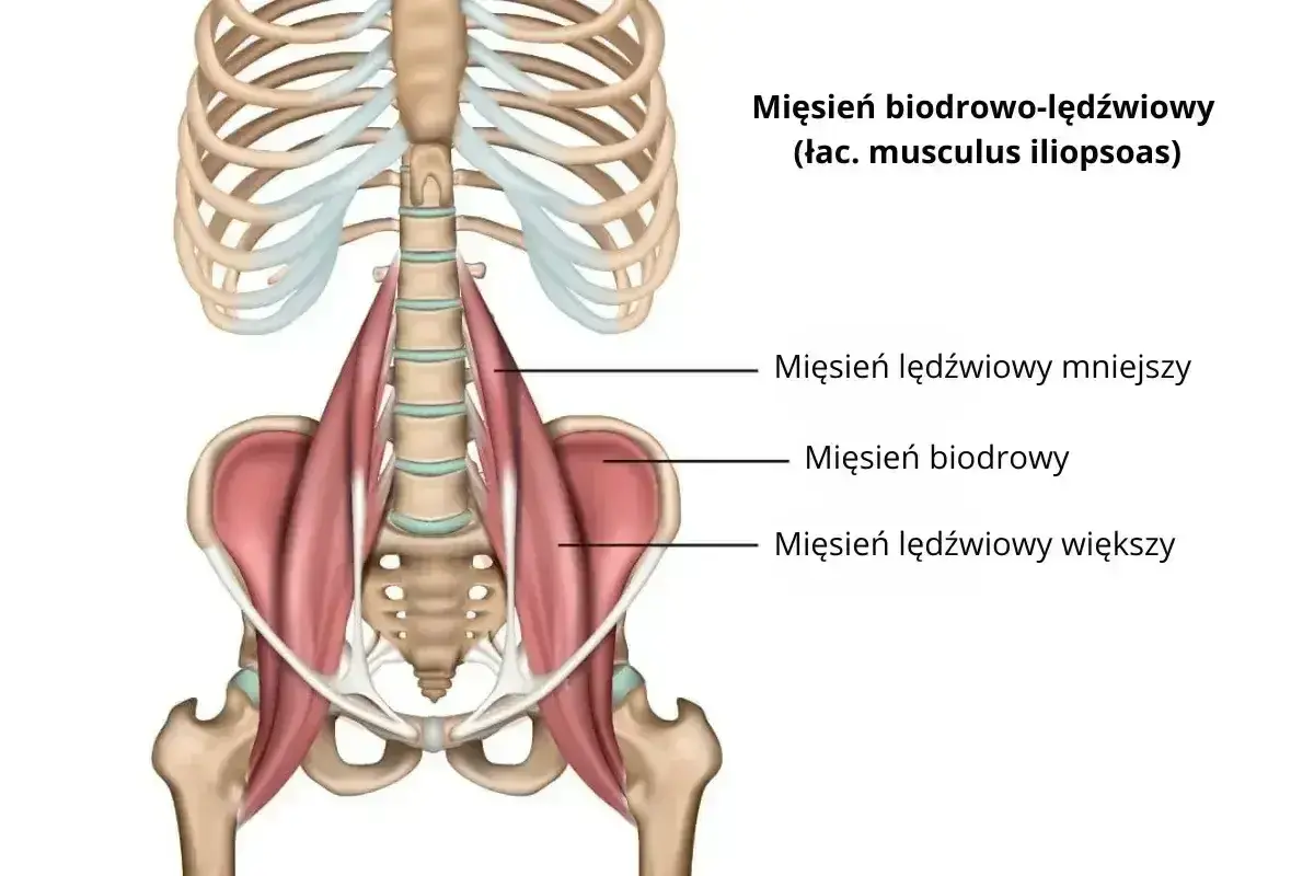 Anatomia mięśnia biodrowo-lędźwiowego, kluczowego dla ruchu biodra. Ból pachwiny po bieganiu może być związany z jego przeciążeniem.