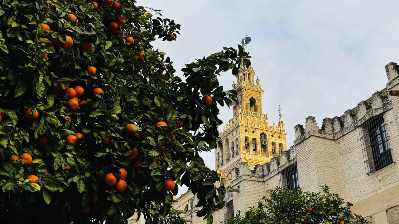 Orangenbäume vor der Giralda in Sevilla. Wie viele Tage braucht man, um diese Schönheit zu genießen?