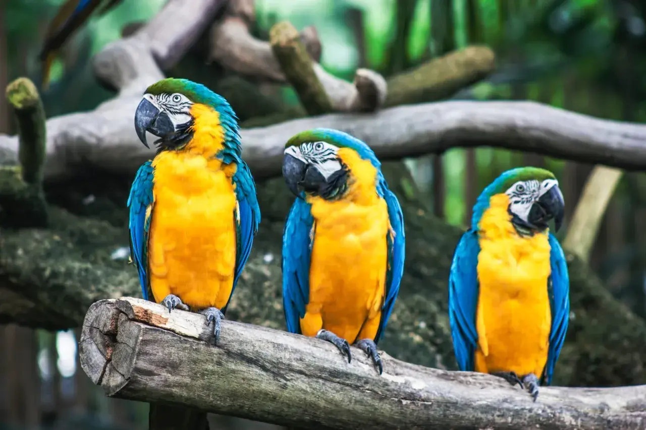 Tres guacamayos azules y amarillos posados en una rama. Parecen soñar con pájaros, listos para volar.