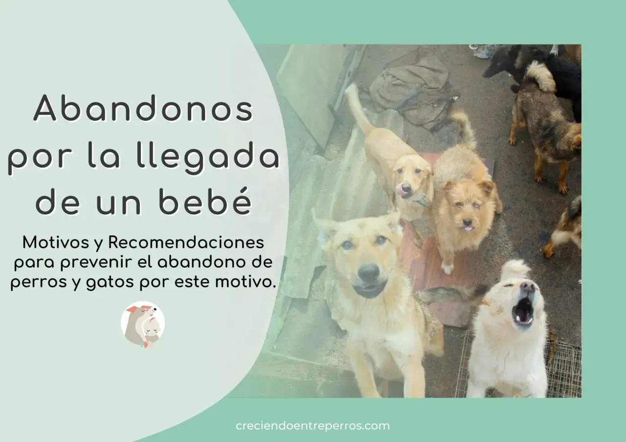 Perros mirando hacia arriba, algunos con la lengua afuera. El texto habla sobre el abandono animal por la llegada de un bebé.
