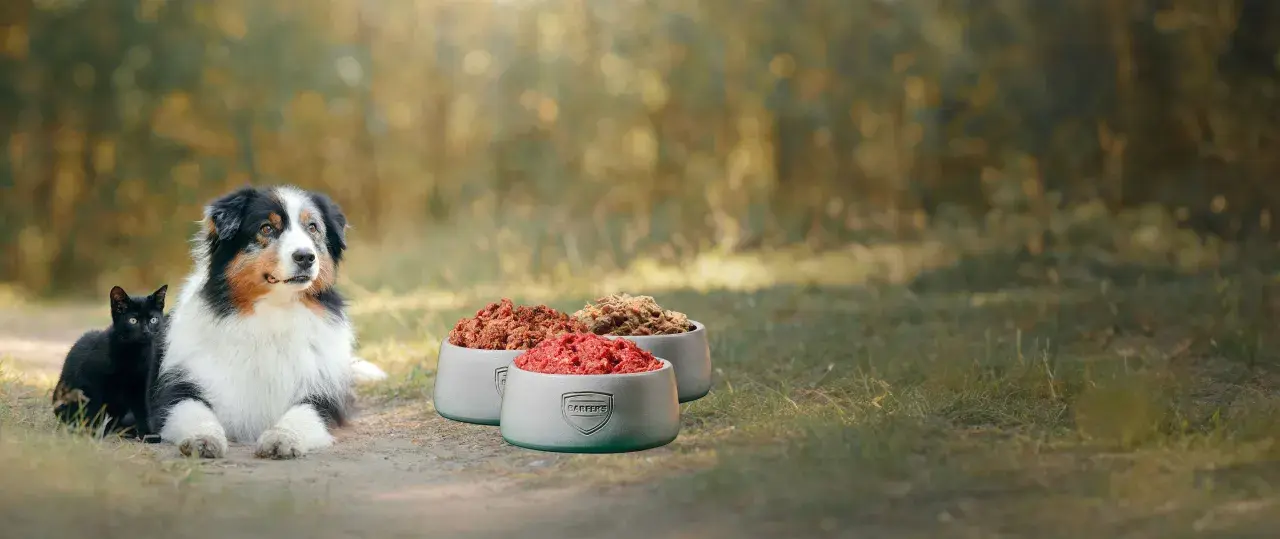 Ein Hund und eine Katze blicken auf drei Schalen mit Futter. Eine gesunde Alternative zum Barfen für Ihre Lieblinge.
