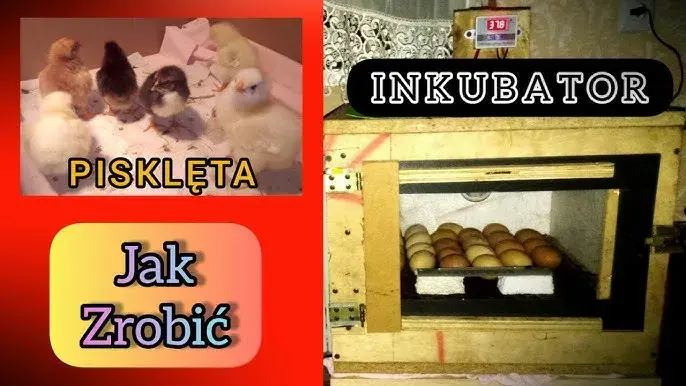 Inkubator z butelki: Zbuduj go sam! Krok po kroku do piskląt
