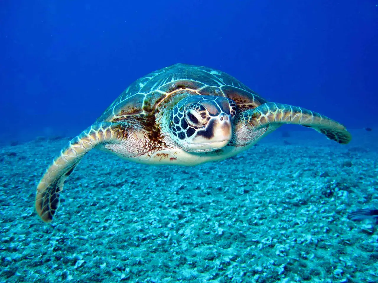 Tortuga marina de gran tamaño nadando en aguas azules profundas. Es como soñar con tortugas, una visión serena y majestuosa.