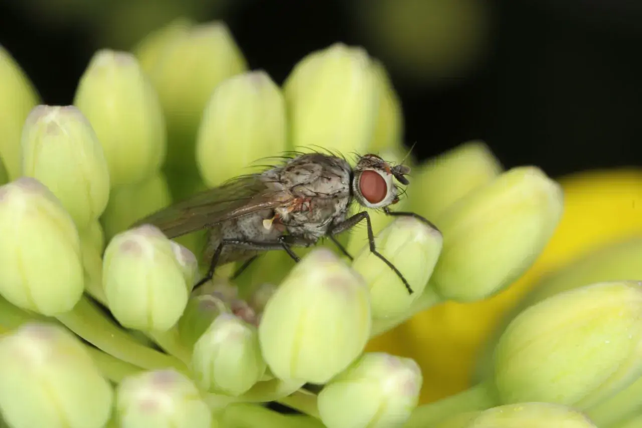 Eine kleine Kohlfliege mit roten Augen sitzt auf hellgrünen Knospen.