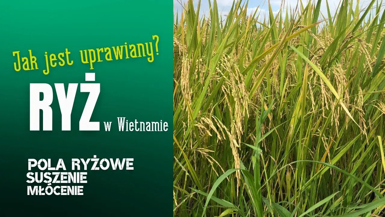 Jak uprawia się ryż: Kluczowe techniki i warunki do sukcesu