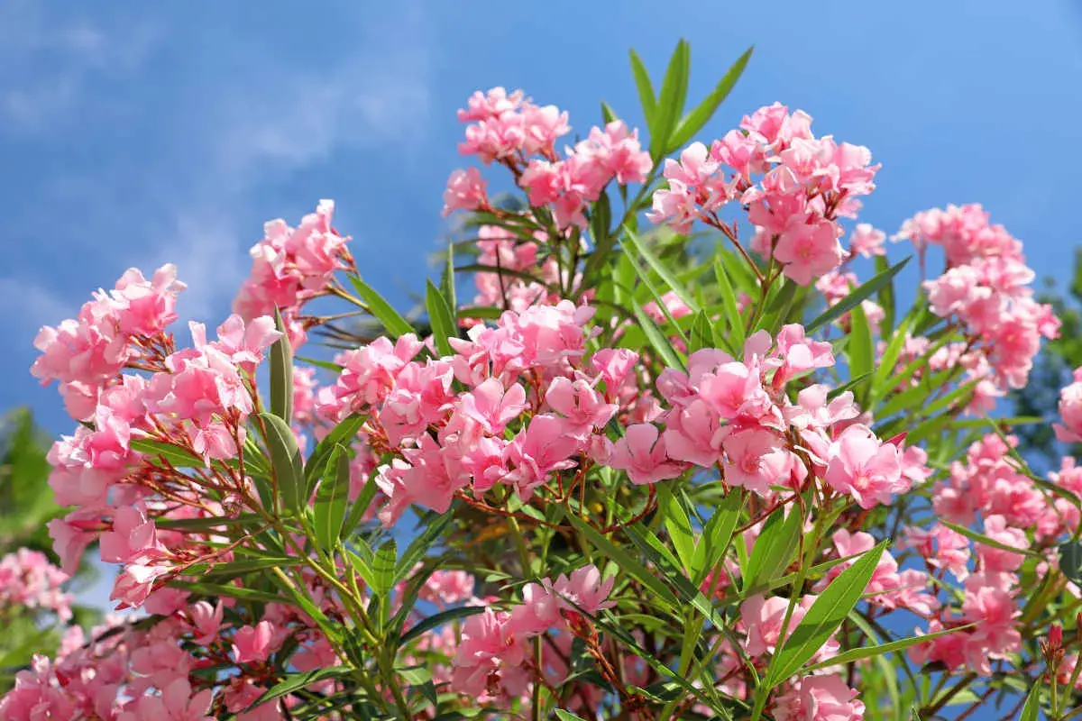 Gros plan sur des fleurs de laurier rose roses éclatantes sous un ciel bleu vif. L'exposition parfaite pour admirer leur beauté.