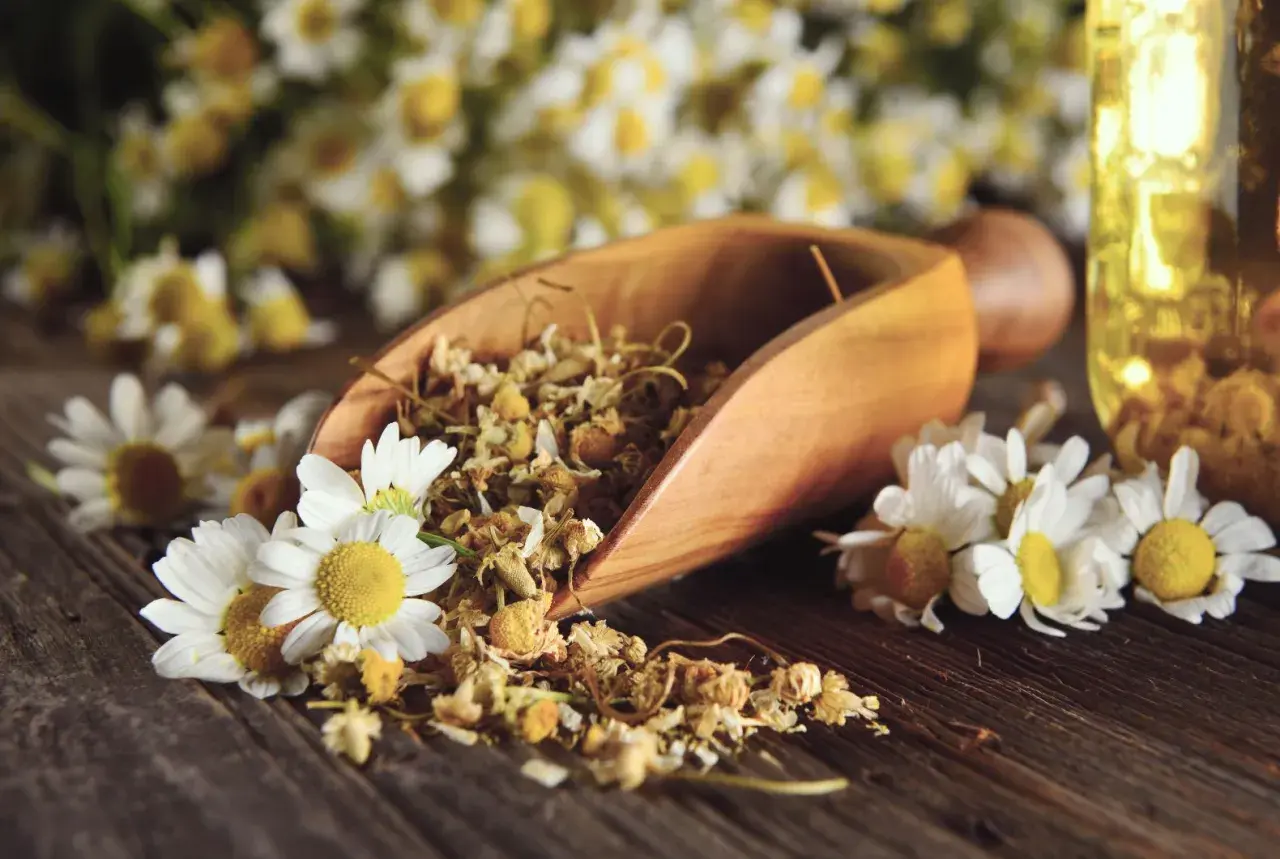 Manzanilla seca en cuchara de madera, flores frescas y aceite, destacando los beneficios de la manzanilla para la salud y el bienestar.