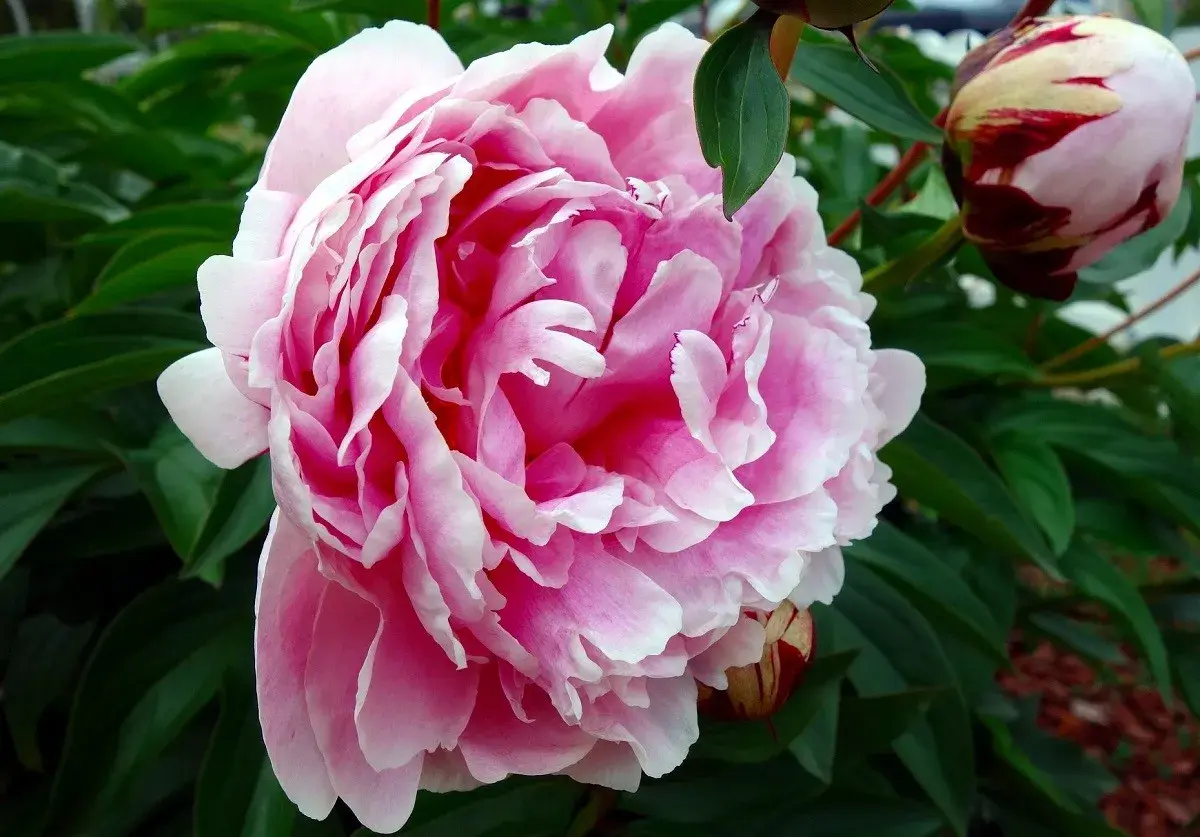Piwonia Sarah Bernhardt w pełnym rozkwicie, z pąkami w tle. Jej delikatne, różowe płatki tworzą bujne, falbaniaste kaskady.