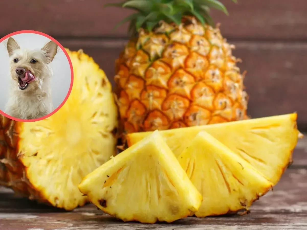 Czy pies może jeść ananasa? Słodki ananas i ciekawy piesek na zdjęciu sugerują, że tak, ale z umiarem.