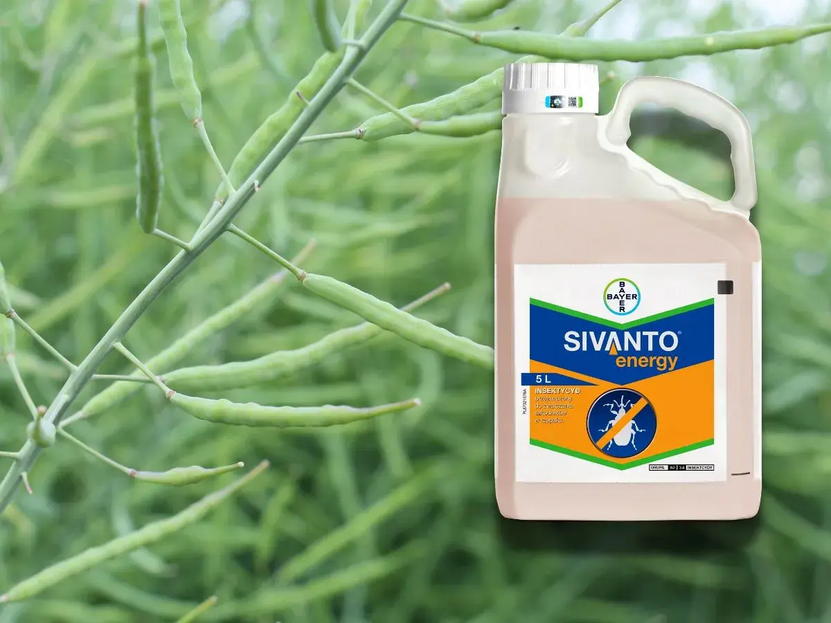 Sivanto energy – insektycyd w 5-litrowym opakowaniu, chroniący rośliny przed szkodnikami.