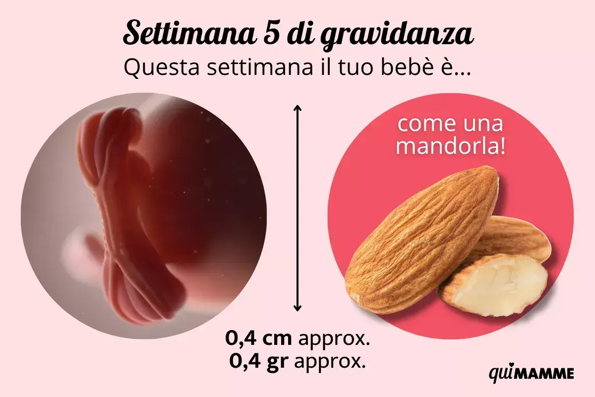 A 5 settimana di gravidanza, il tuo bebè è grande come una mandorla, circa 0,4 cm e 0,4 gr.