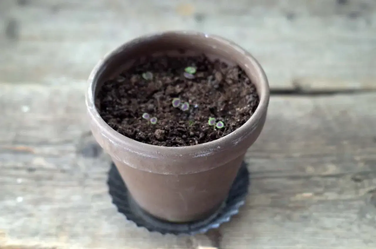 Små palettblad-plantor med lila kanter, som små spacecake-frön, spirar i en terrakottakruka på en träyta.
