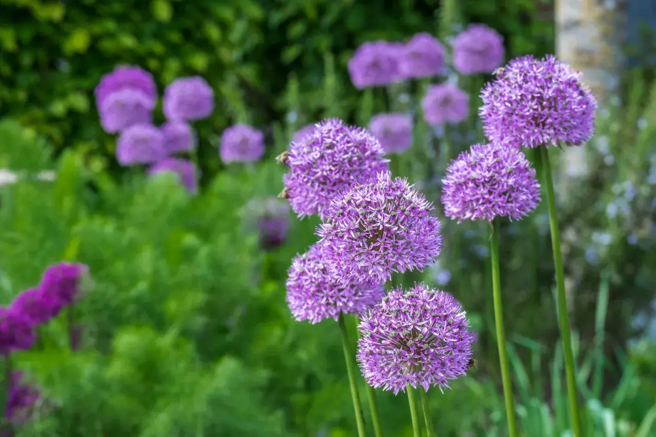 Lila Zierlauch pflanzen blühen im Garten. Bienen besuchen die kugelförmigen Blüten.